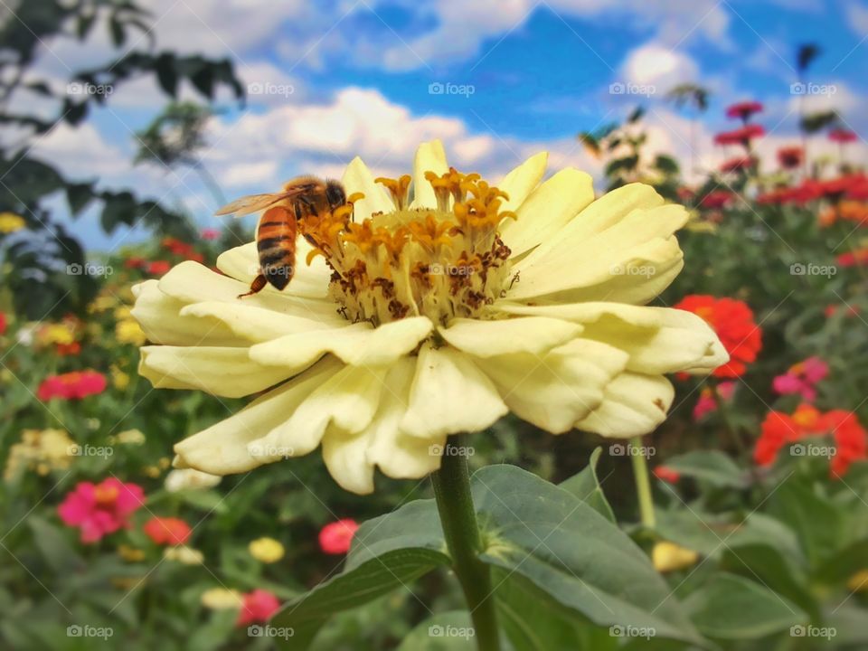 a Bee 2