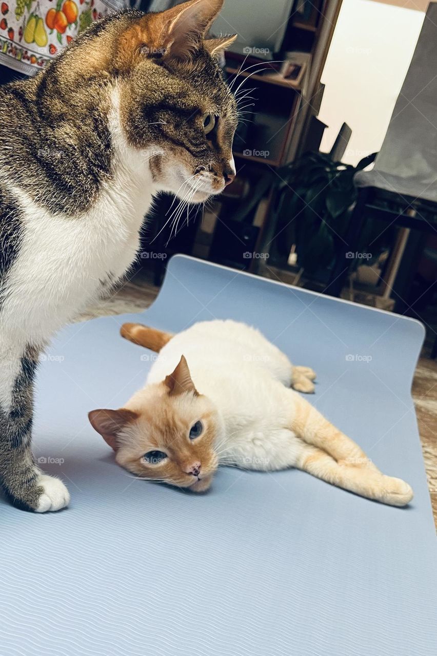 Two cats playing in the mat
