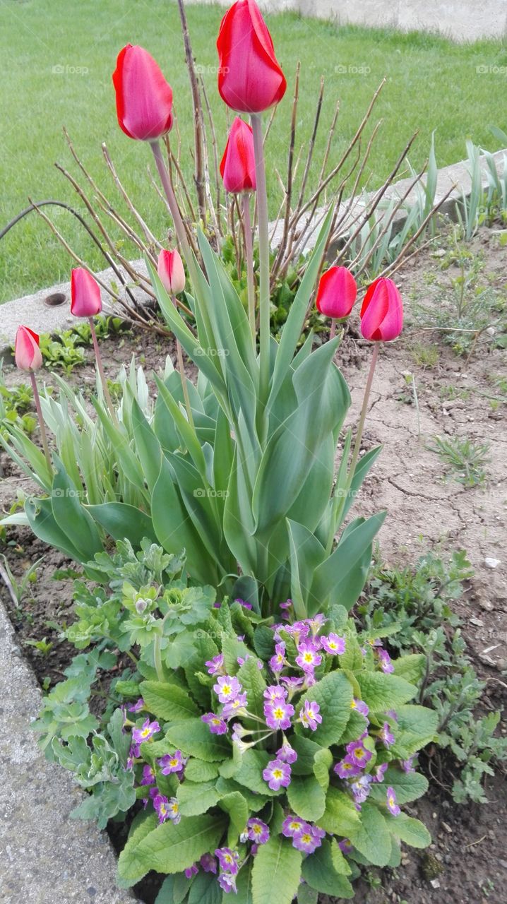 Garden flowers, tulips