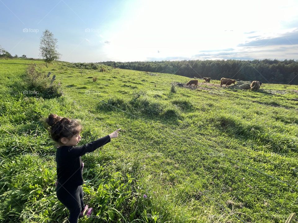 Little girl points to cows in the field, toddler sees highland cows for the first time, fascinated with farm animals in Canada 