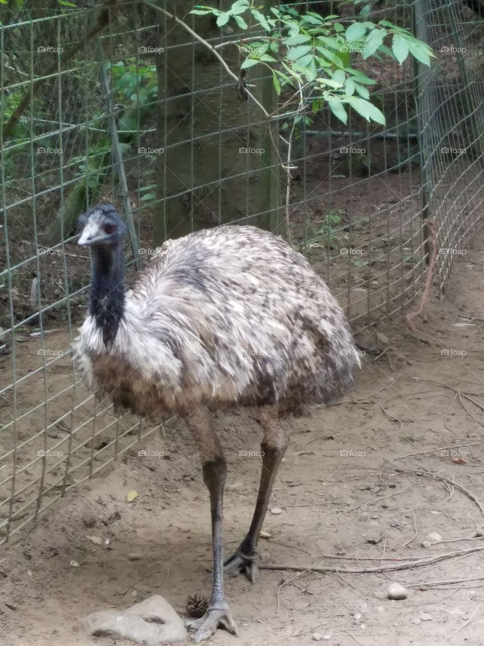 emu walking