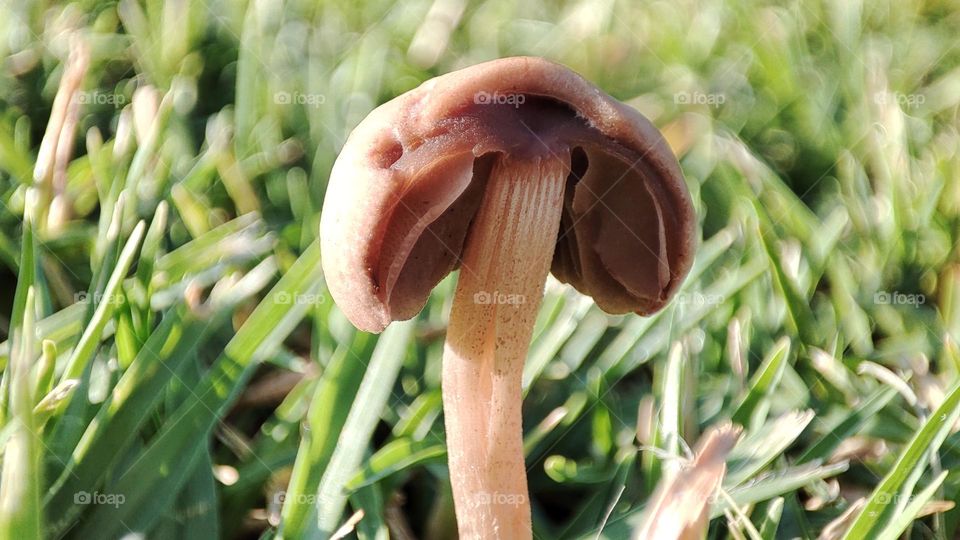 Half mushroom