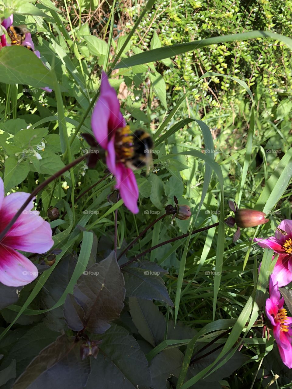 Bumble bee on pretty flower 