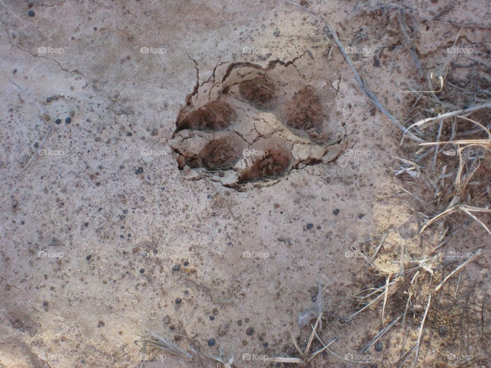Wild Animal Tracks in the Dirt