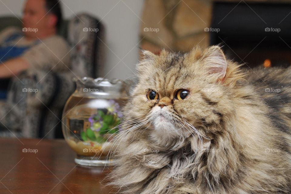 Tabby Persian Cat Sitting Next to Fish Bowl