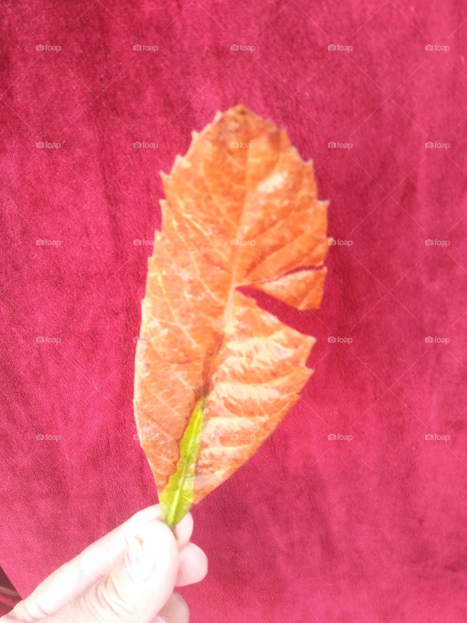 Beautiful dried leaf on red background.