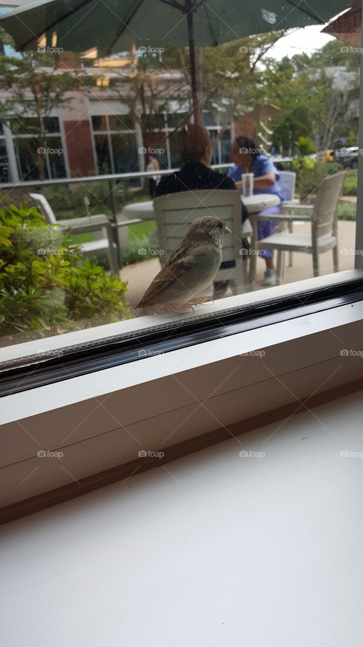 bird on the window sill