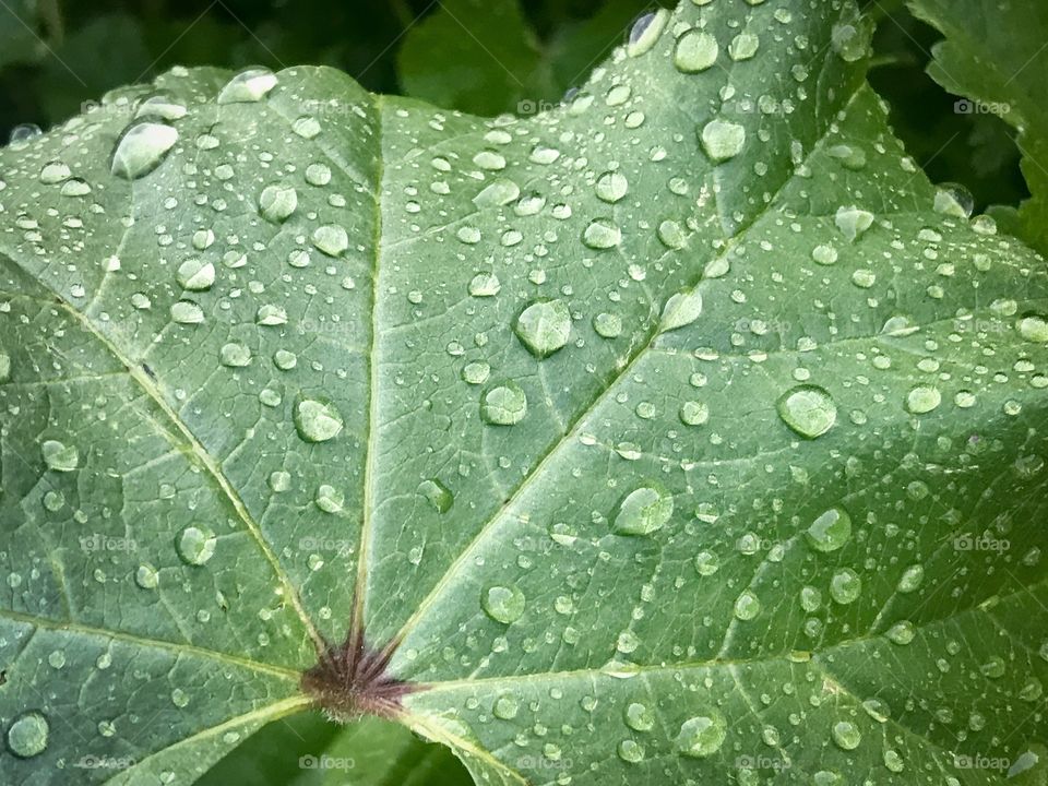 Water drops green leaf