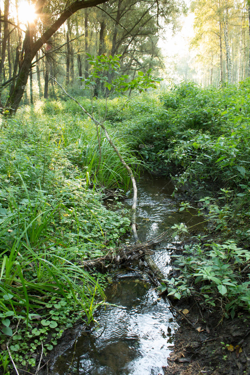 Nature, Water, Landscape, Wood, River