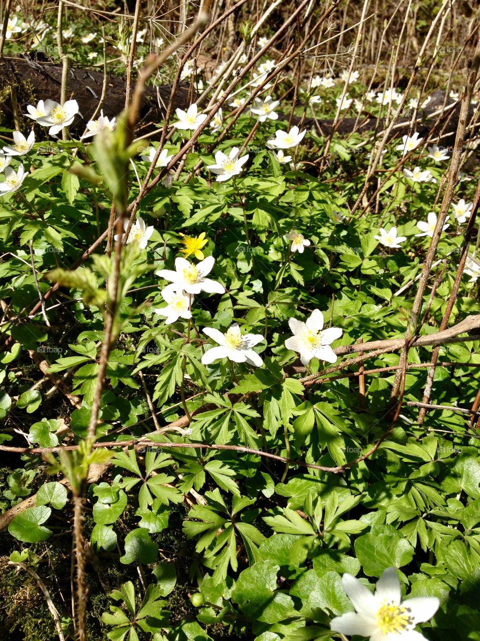 Wood anemone