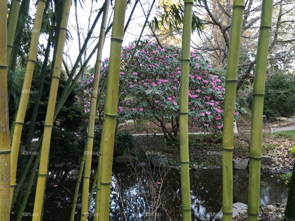 Scenic view of bamboo