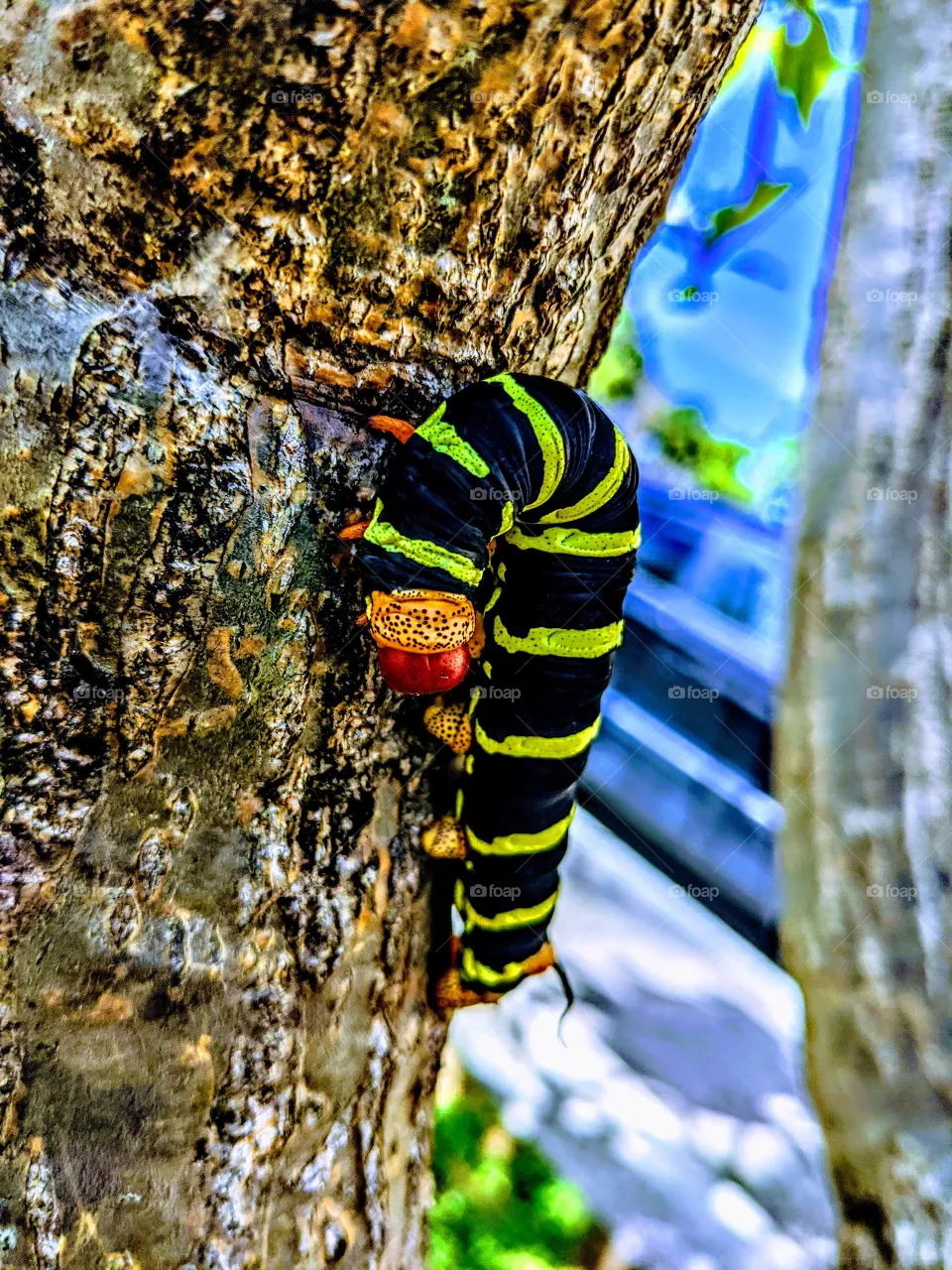 Caterpillar