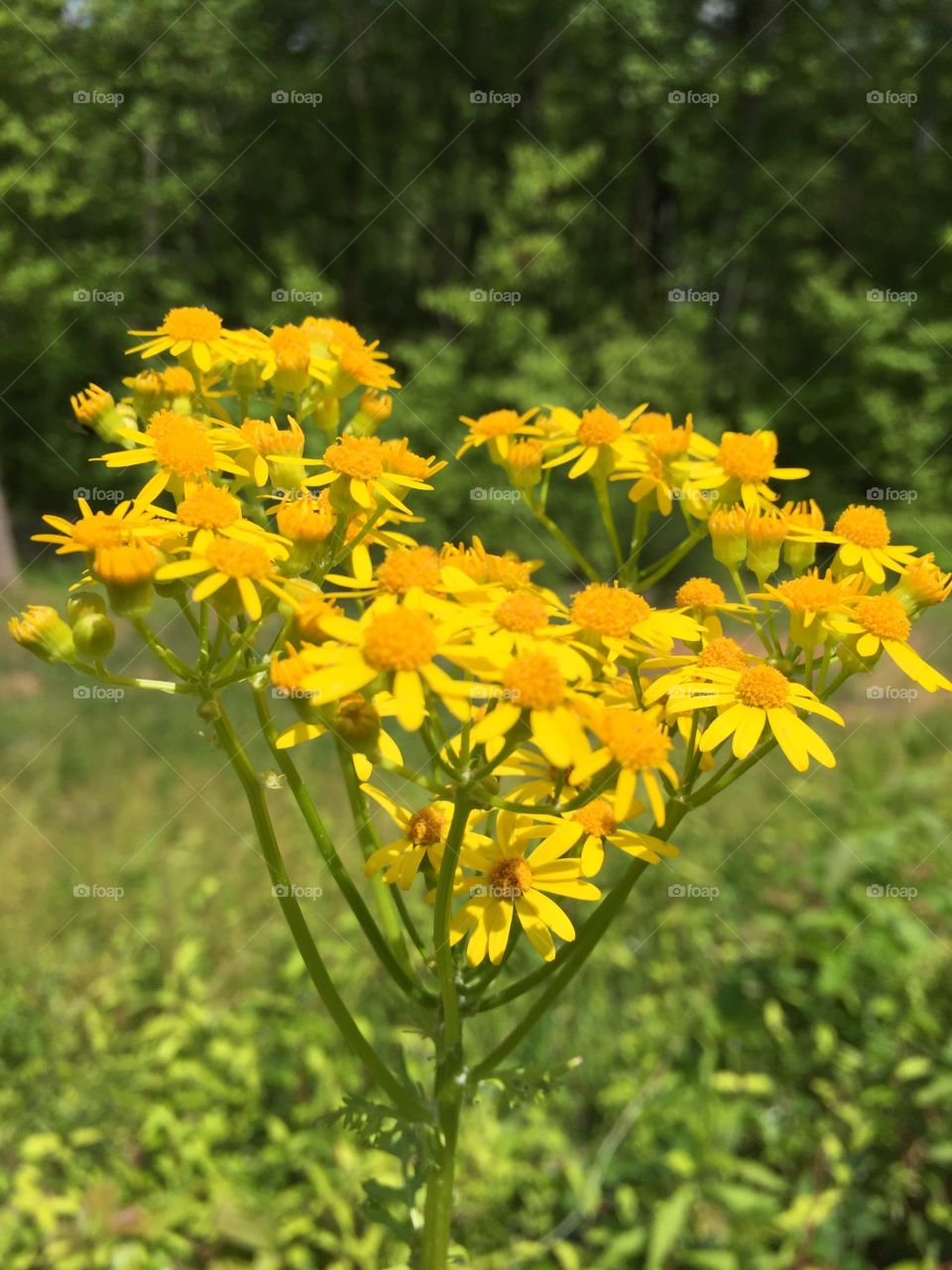 Yellow Wild flowers blooming at outdoors