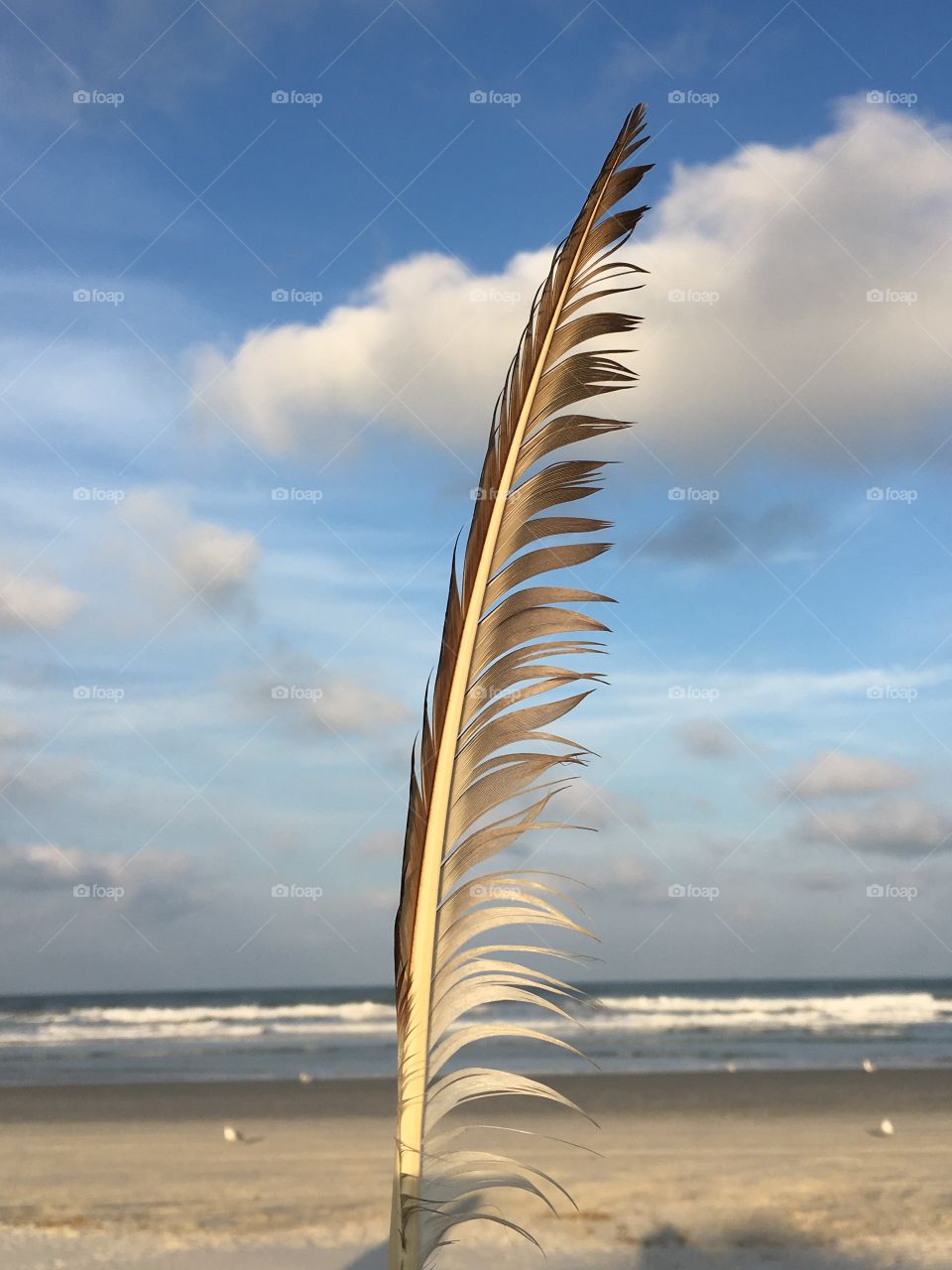 Feather sticking up with a beach background 