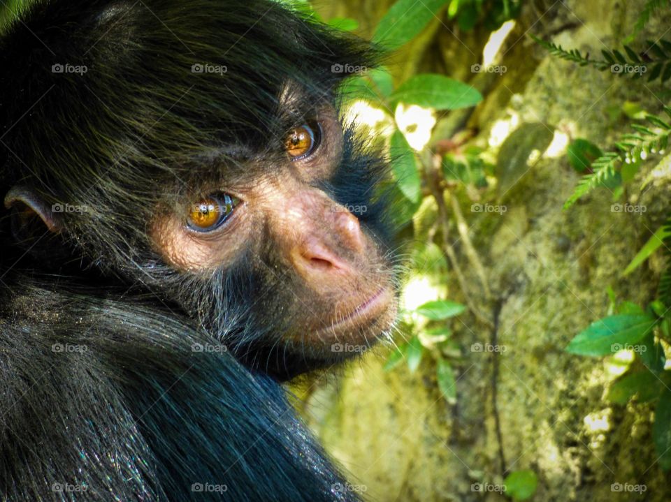 Spider monkey with beautiful eyes