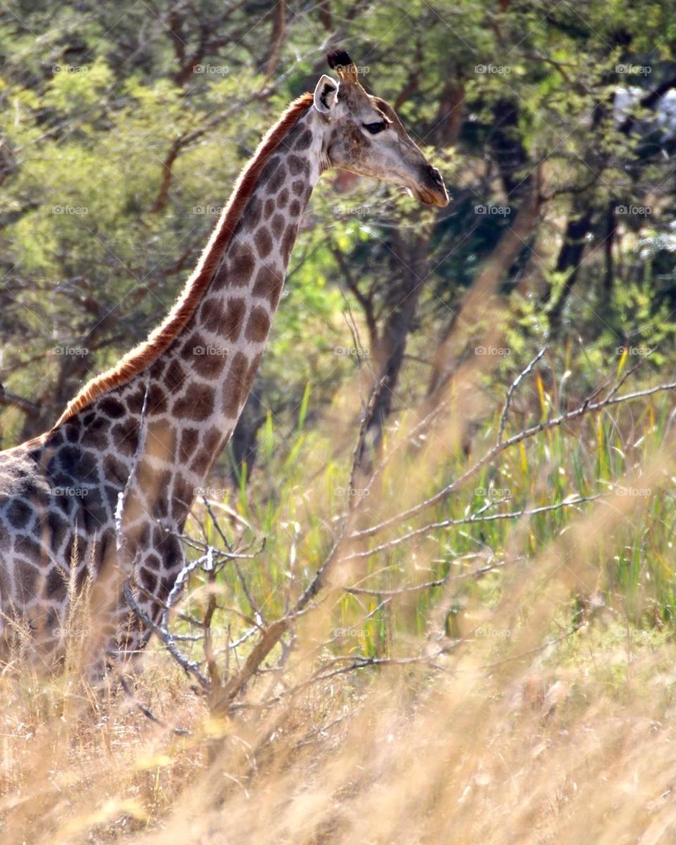 A giraffe running away 