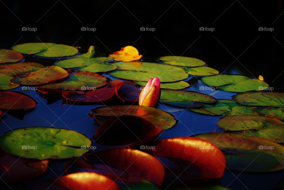 Lily Pad in the evening light. Lily Pads floating on a lake at sunset