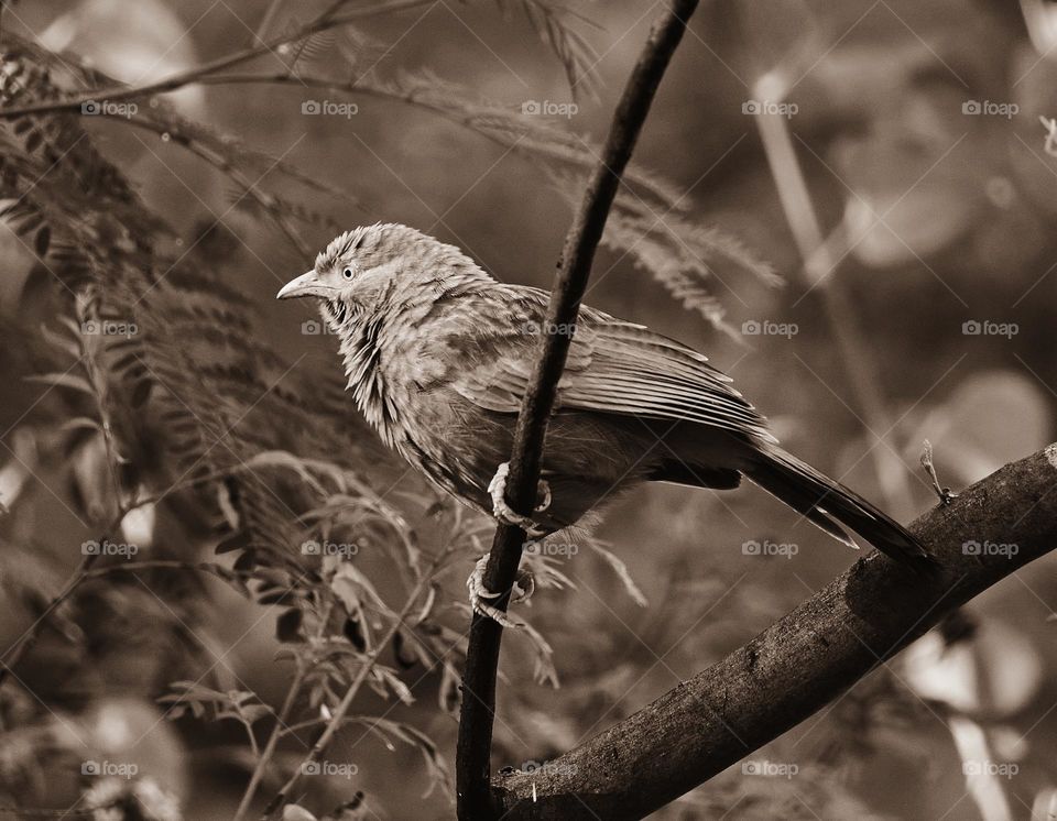 Babbler - Vintage style - Natural- Monotonous