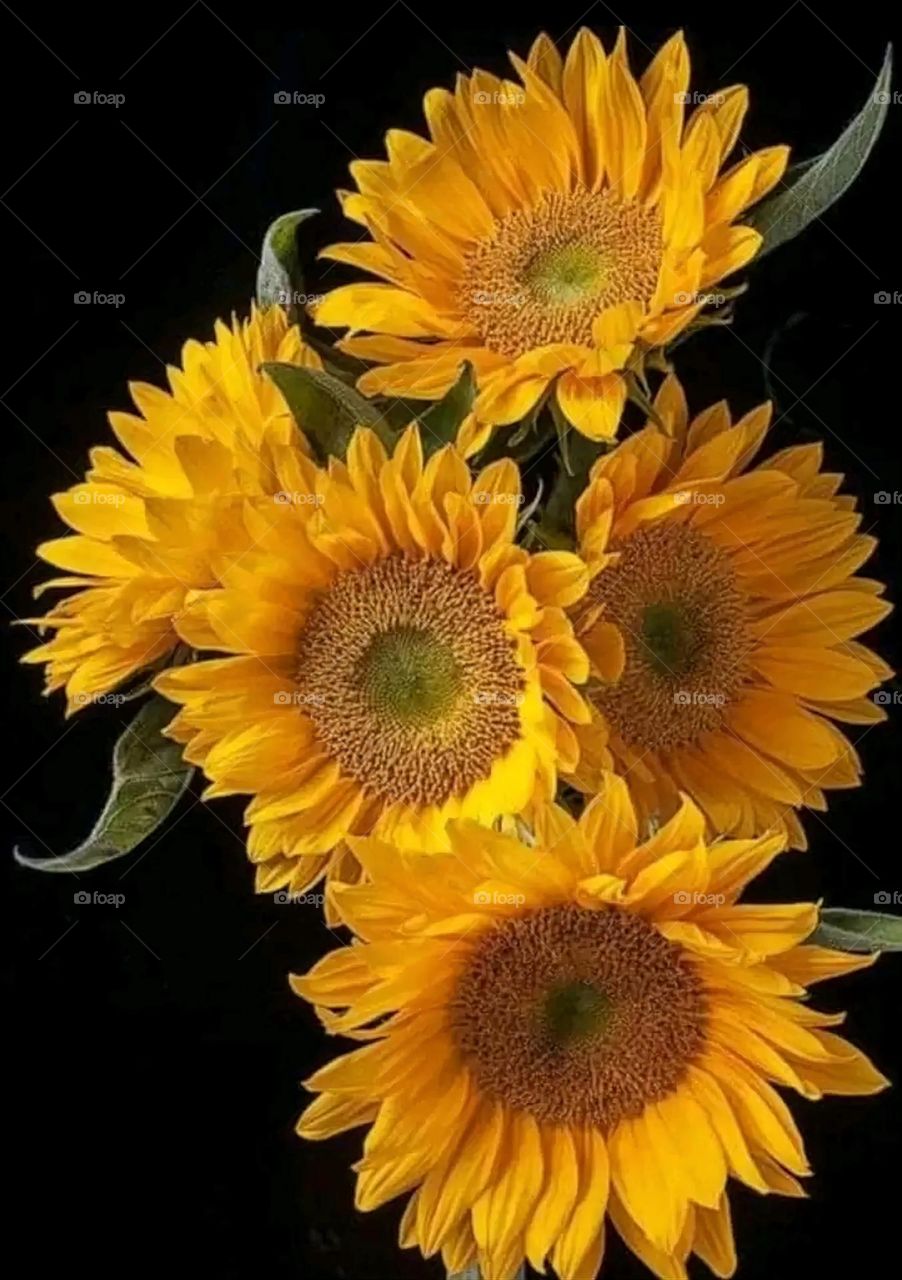 A very beautiful picture, and there is no better picture than it. There is no better picture of green herbs and colorful, red and white roses than it. Glory be to God, the natural and picturesque view, and there is no more