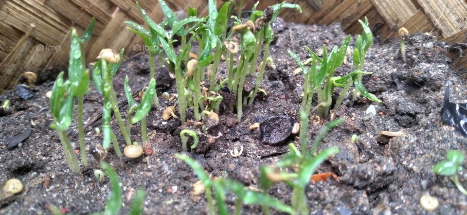 Chili plants are shrubs that have a spicy taste, which is due to the content of capsaicin.