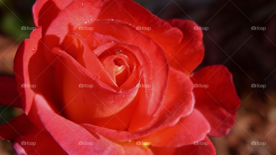 Pink peach rose close-up