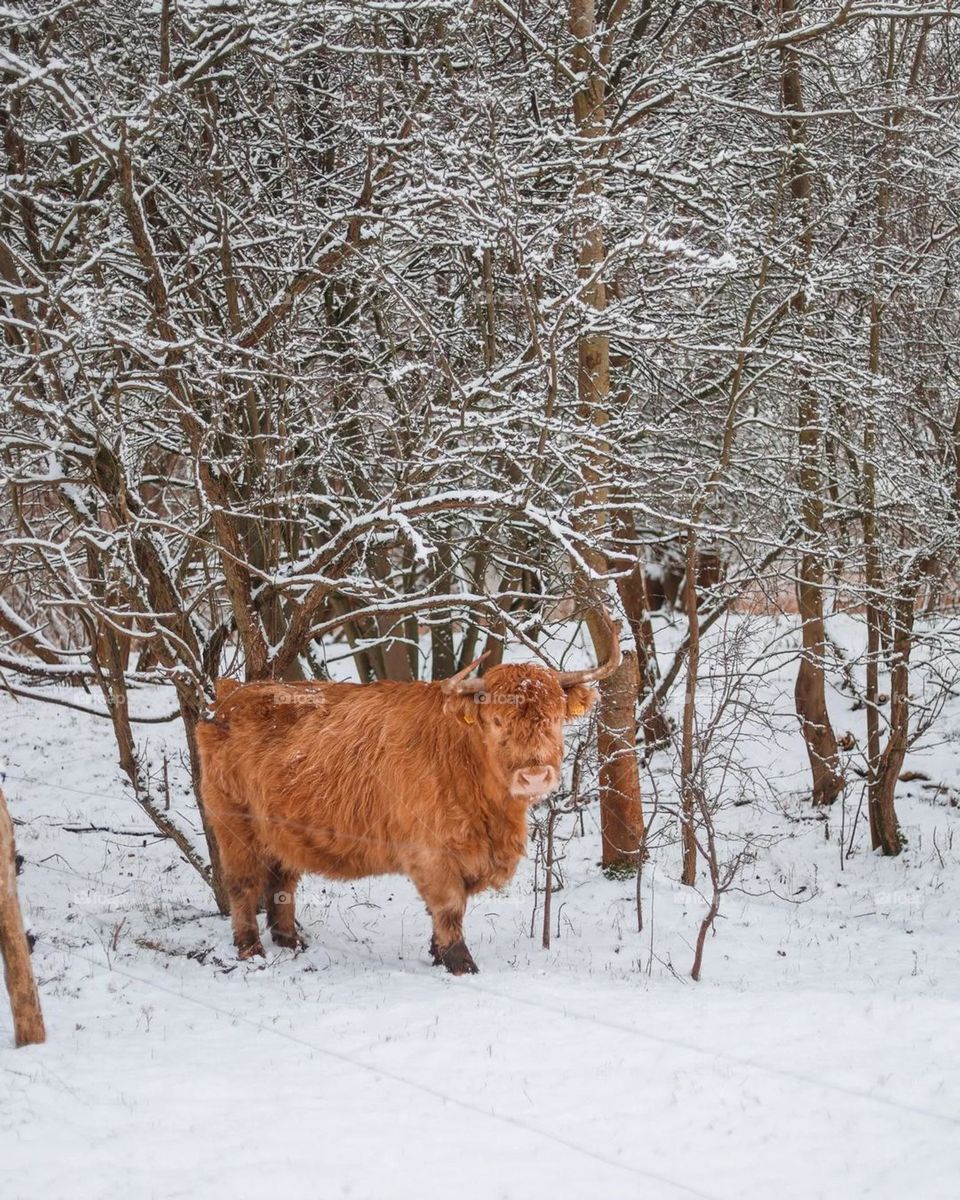 wildlife winter, frosty forest, nice bill, nice animal, white snow