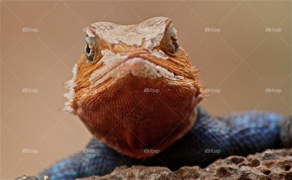 smile lizard reptile monitor-lizad by olijohnson