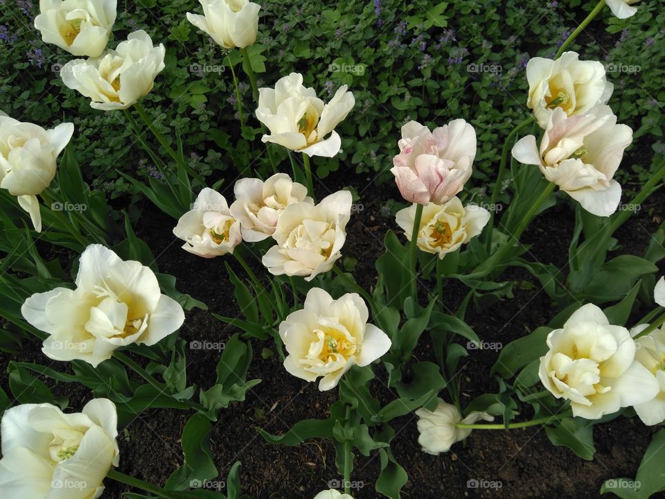 tulips flowers in the flowerbeds  spring time