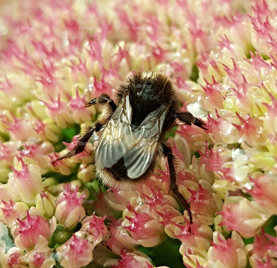 Insect Bee Buzz Honeybee