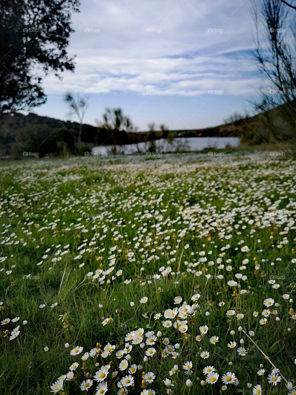 Primavera
#primavera #campo #naturaleza #2019 #fotografia