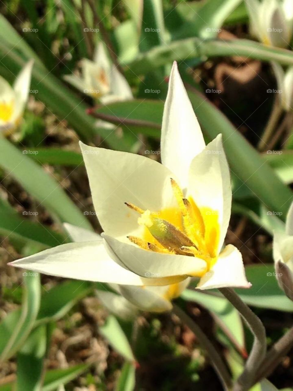 Pale yellow flower 