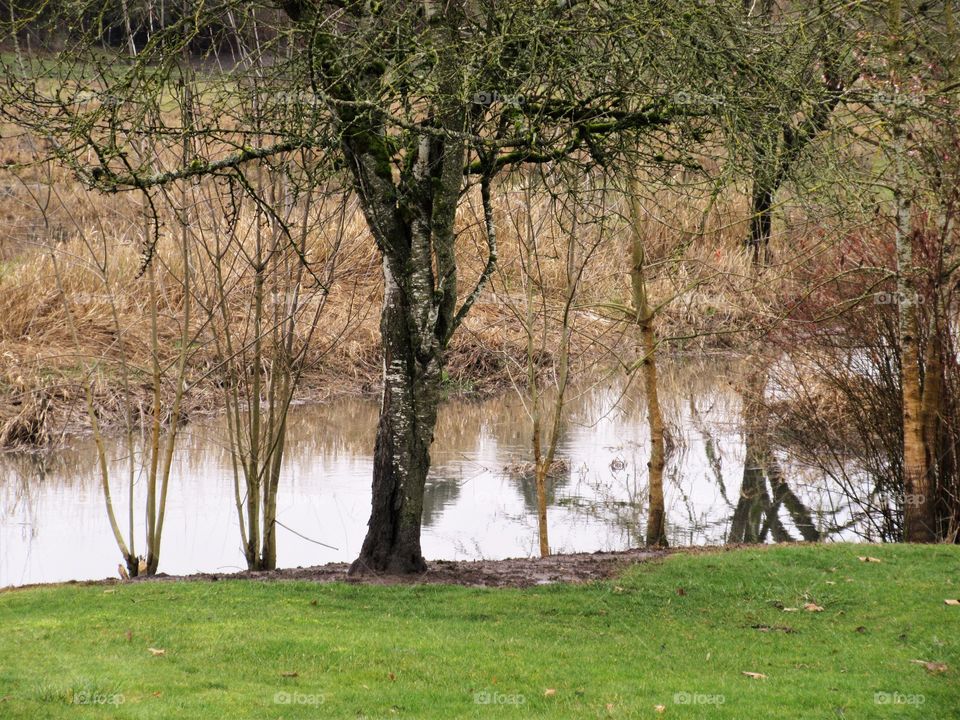 trees on the bank
