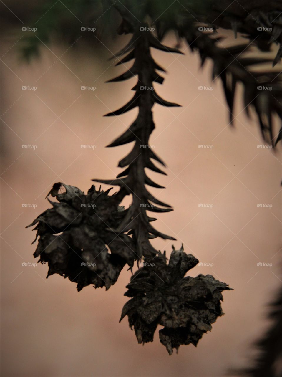 pine with small cones and fly.