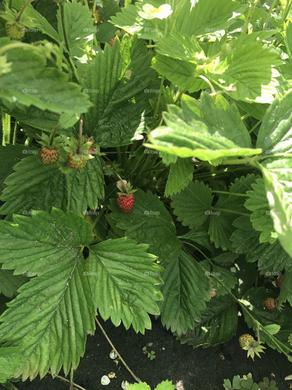 Strawberries in the garden