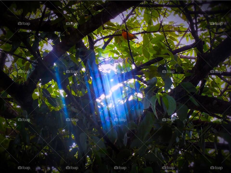 Finch on tree . Sun Rays through the tree