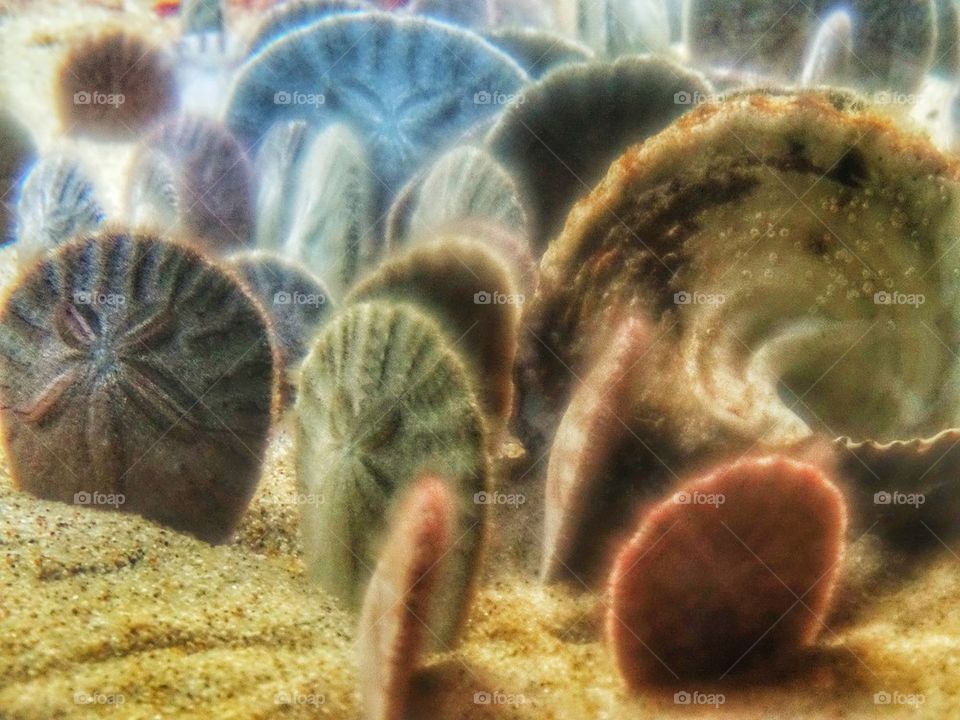 Sand Dollars On The Seafloor. Marine Biology
