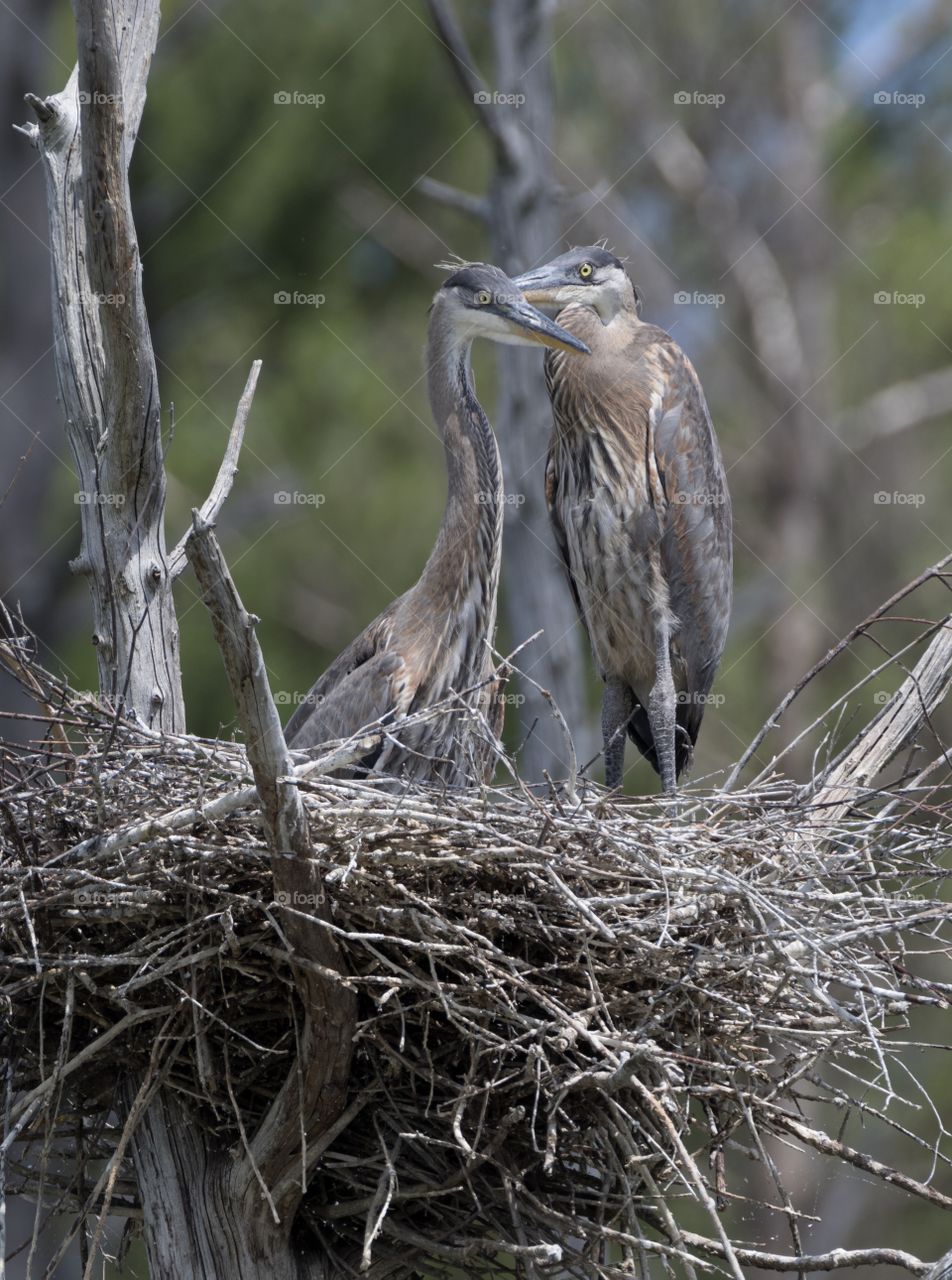 The two fledglings care for each other while mama is away