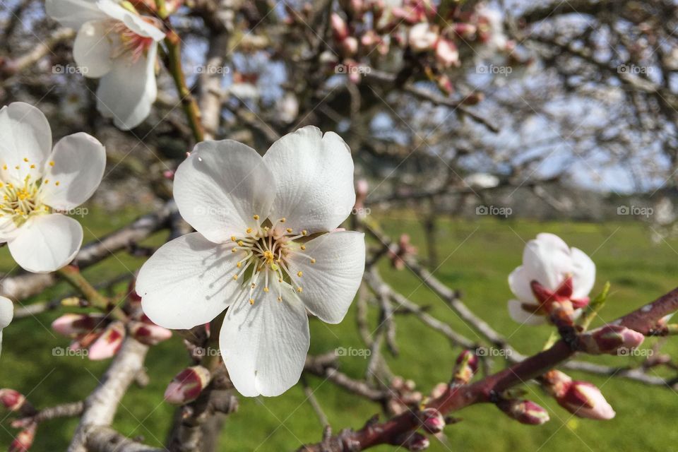 Almond blossom tree
