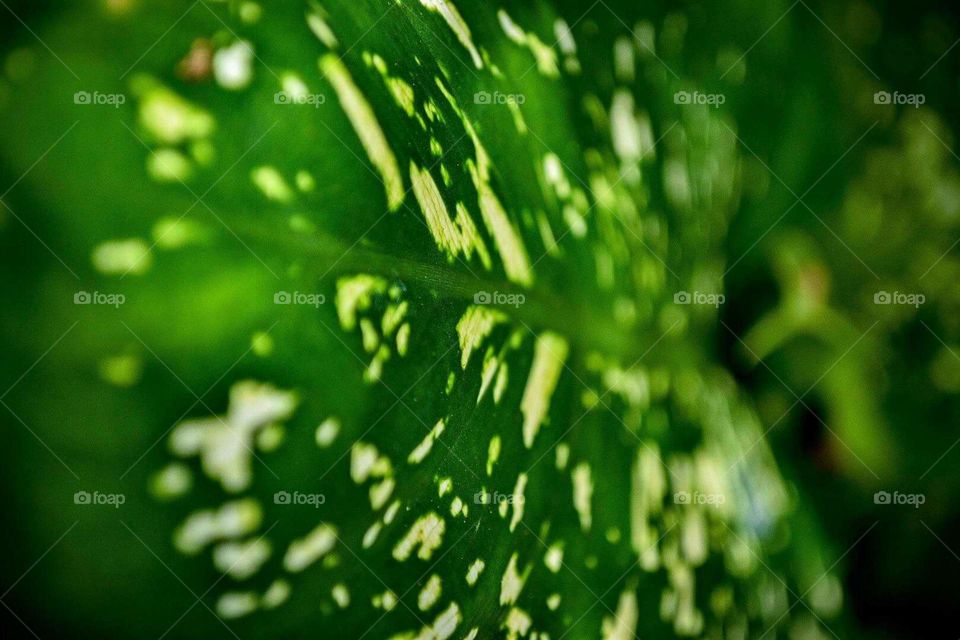 Macro variegated leaf