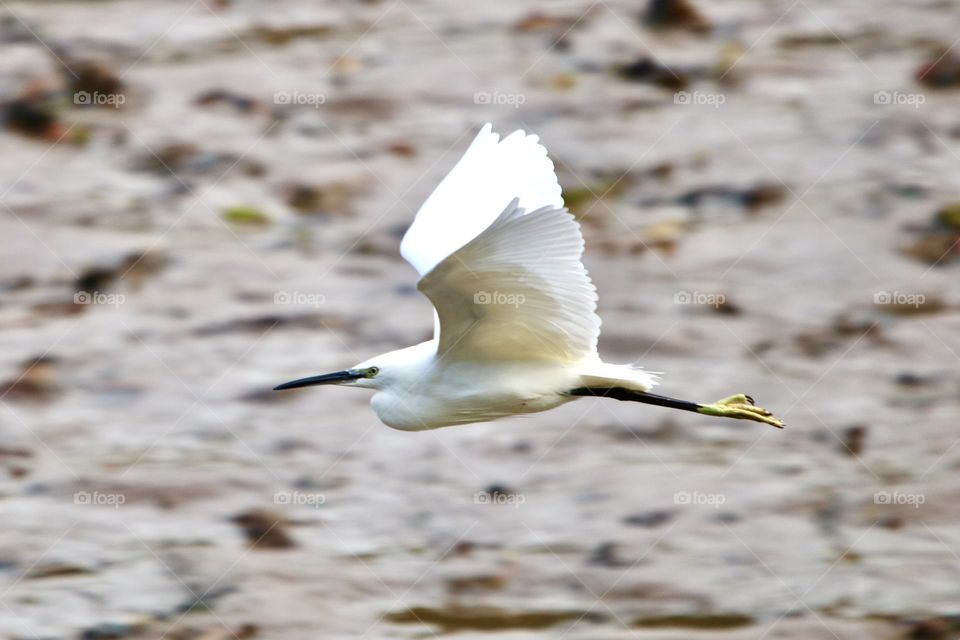 Egret in flight :)