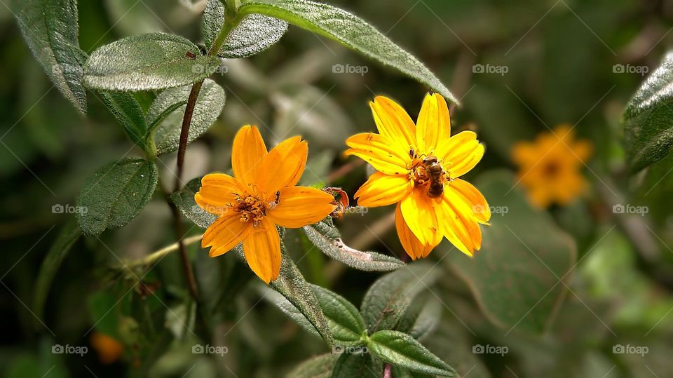 Aspilia mossambicensis (Wild sunflower)