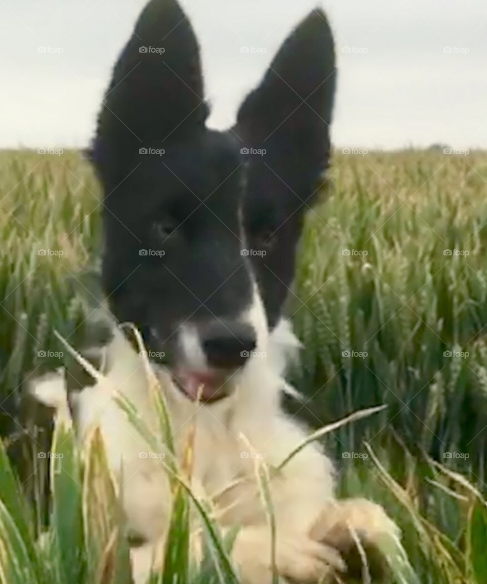 Collie leaping through the wheat 