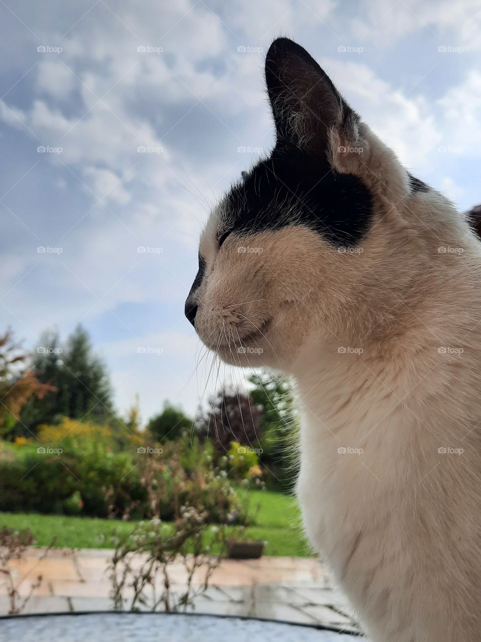 cat's profile against  sunny garden