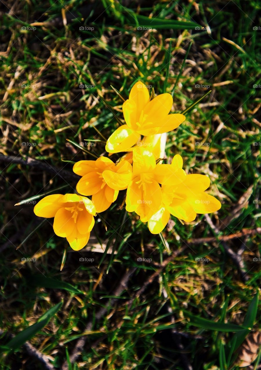 Yellow crocus