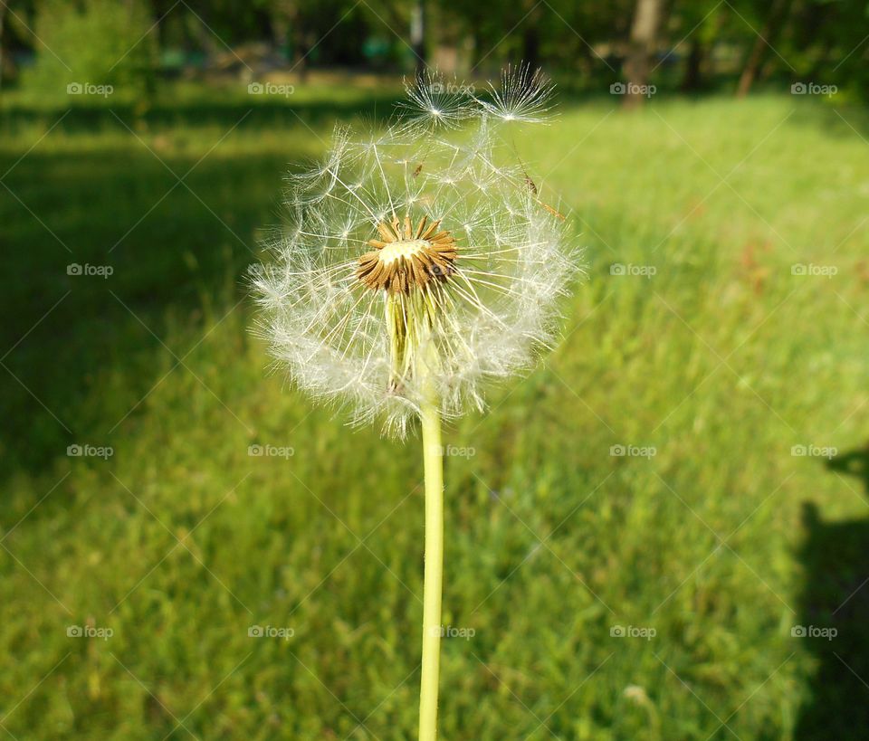 Dandelion, Grass, Nature, Seed, Summer