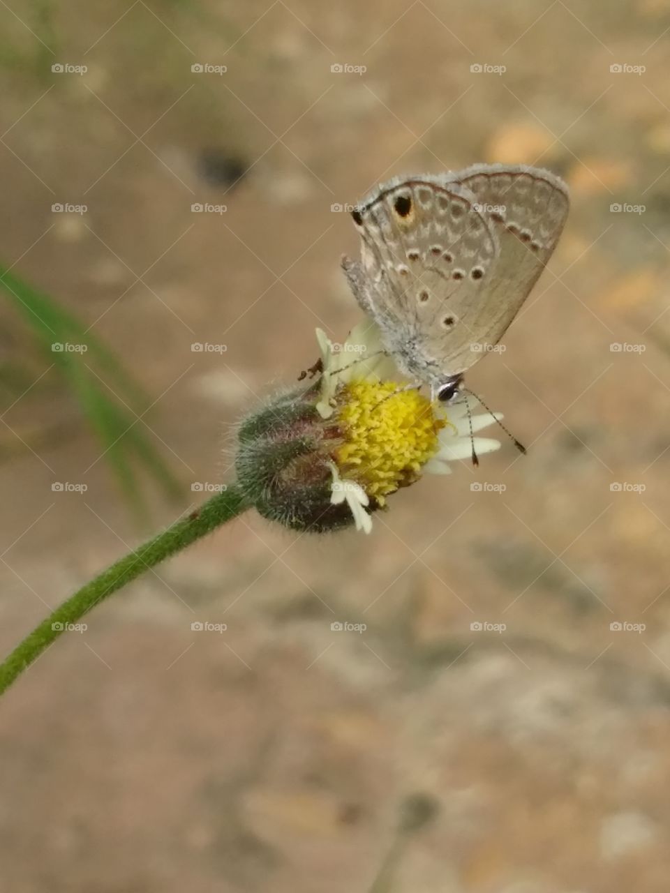 butterfly on the rose