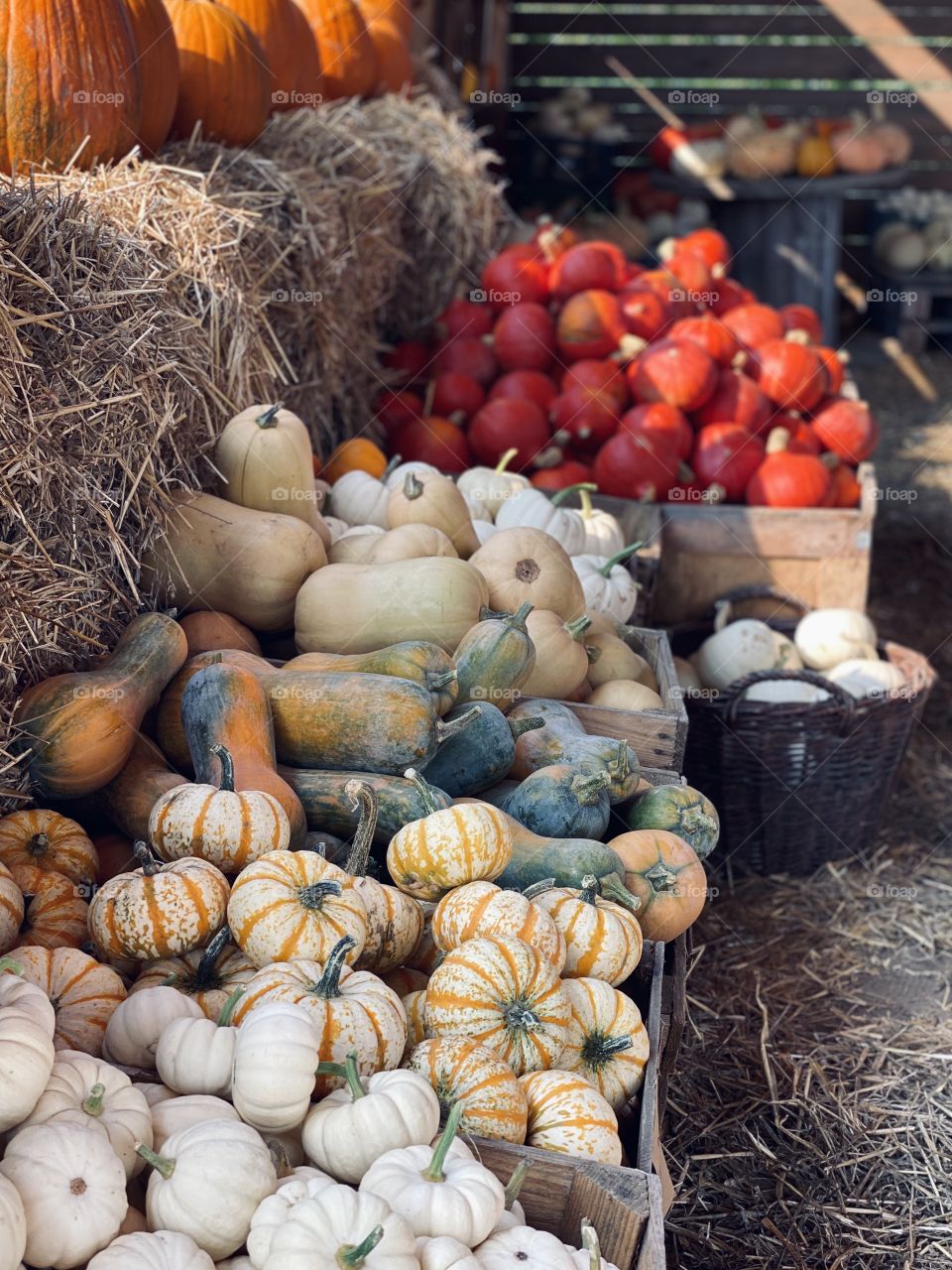 Pumpkin farm