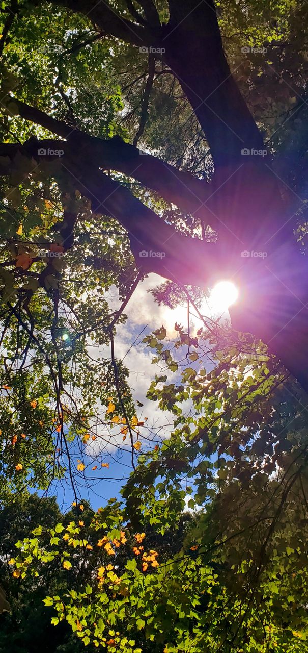 Early Fall changes to leaves on tree with sun shining through large branches. Blue sky with clouds seen with suns Ray's in your eyes.