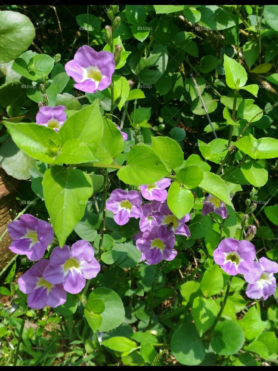 Beautiful,  small  size  violet   flowers  in  the  garden