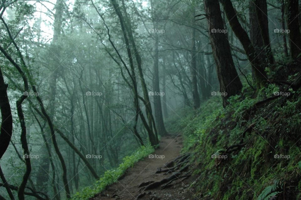 Muir Woods on q foggy day